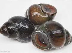 {?蟥k鹼亽傧屼f邫Hz??龅的简单介绍